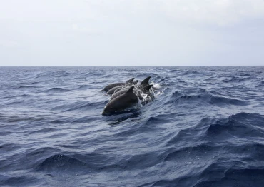 Sailing boat, Whale watching in barca a vela
