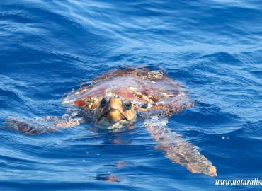 Escursionismo, Azzorre trekking tra vulcani e balene