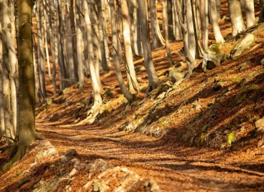 Escursionismo, Foliage nella Foresta della Barbottina a Calizzano