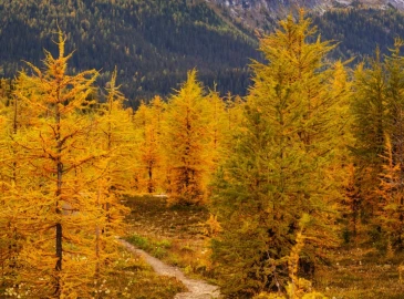 Escursionismo, Sentiero nel Bosco delle Navette da Upega