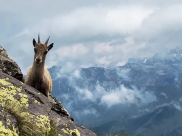 Escursionismo, Trekking in Valle Gesso tra lupi e camosci 