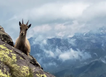 Escursionismo, Trekking in Valle Gesso tra lupi e camosci