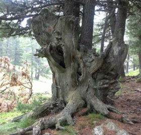 Escursionismo, Nel magico bosco dell'Alevè (Valle Varaita)