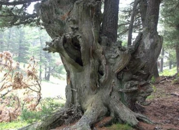 Escursionismo, Nel magico bosco dell'Alevè (Valle Varaita)